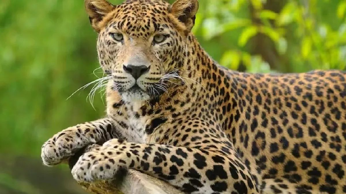 leopard attacks 10yearold girl in lakhimpur admitted to hospital