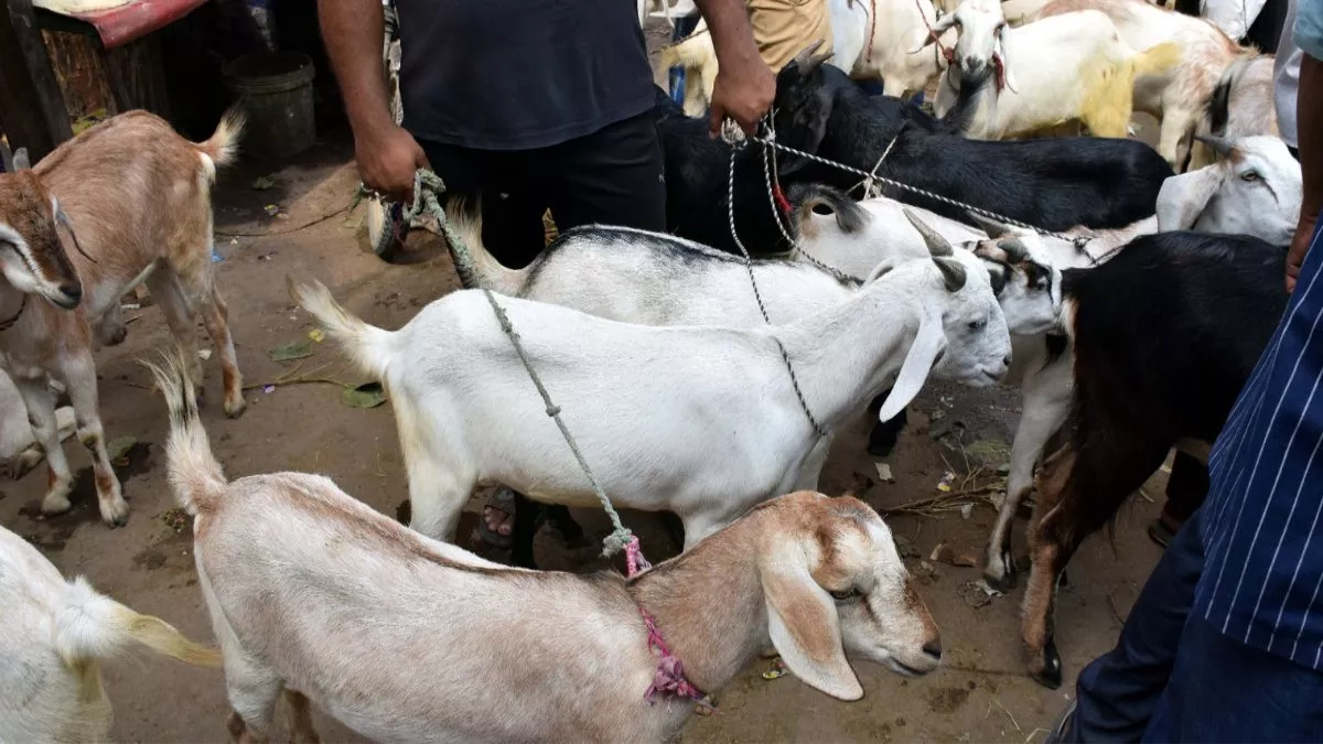 goat smuggling attempt foiled pickup truck seized four arrested