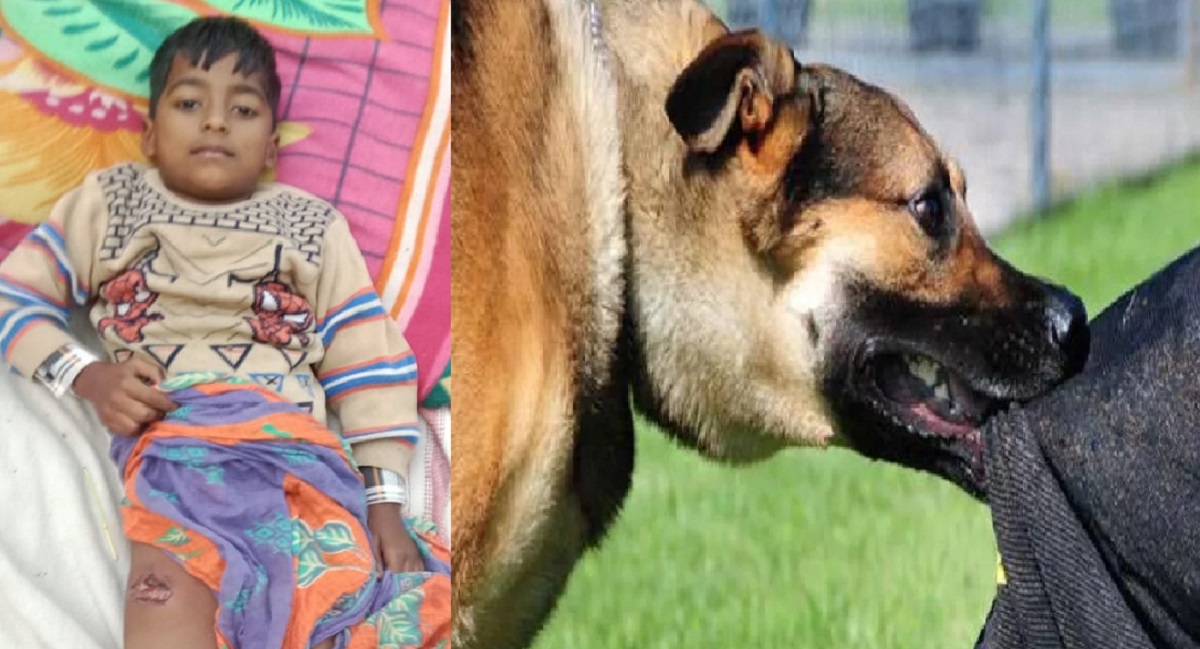 dog attack 7yearold girl injured in titrawada case filed