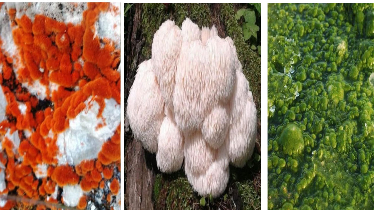 uttarakhand green innovation centre is an example in world for nature conservation