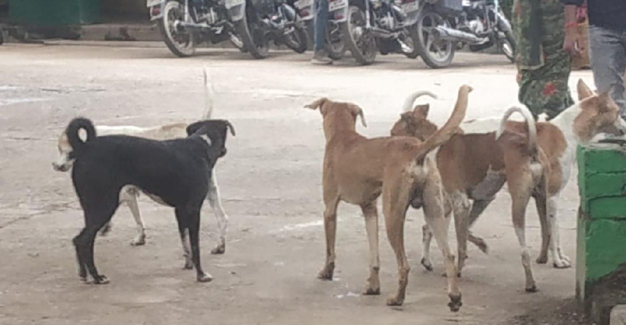 dog terror in auraiya 24866 people bitten in a single year no rescue measures