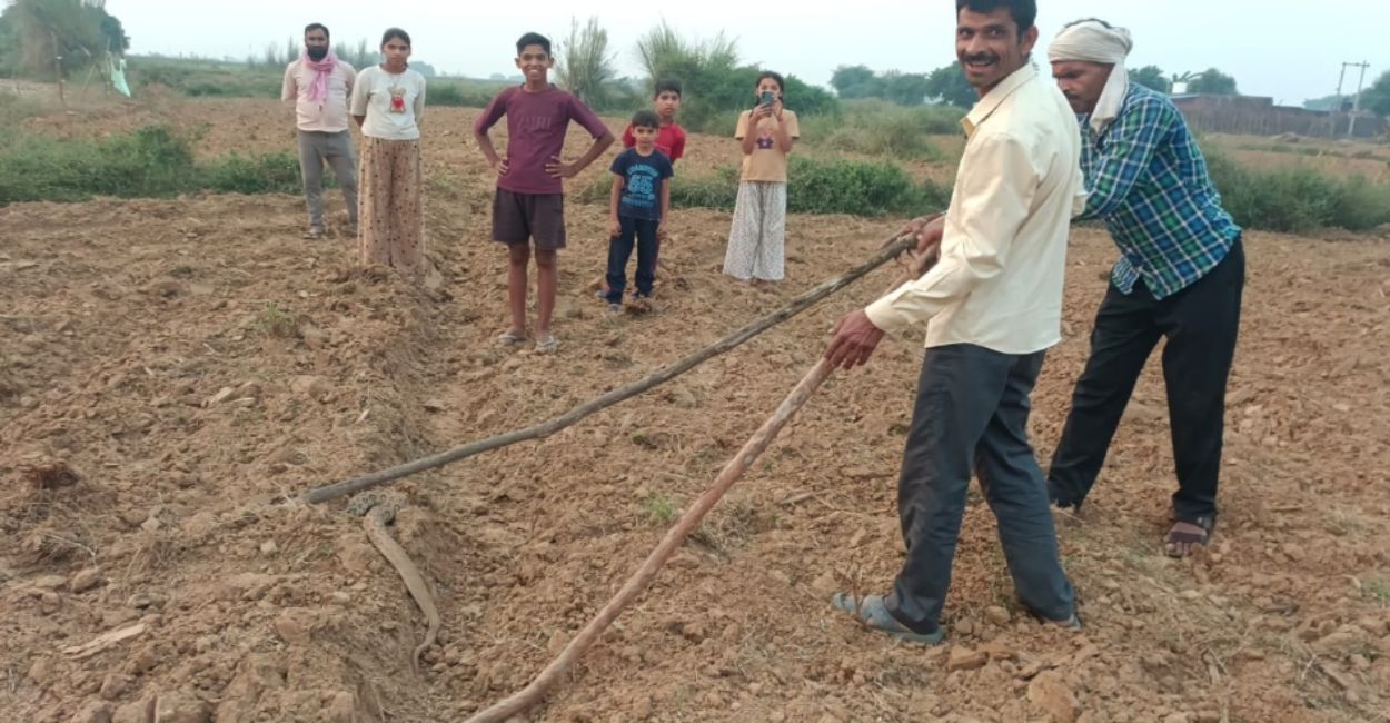 etawah news villager caught by mistakes venomous snakes for pythons chaos ensues