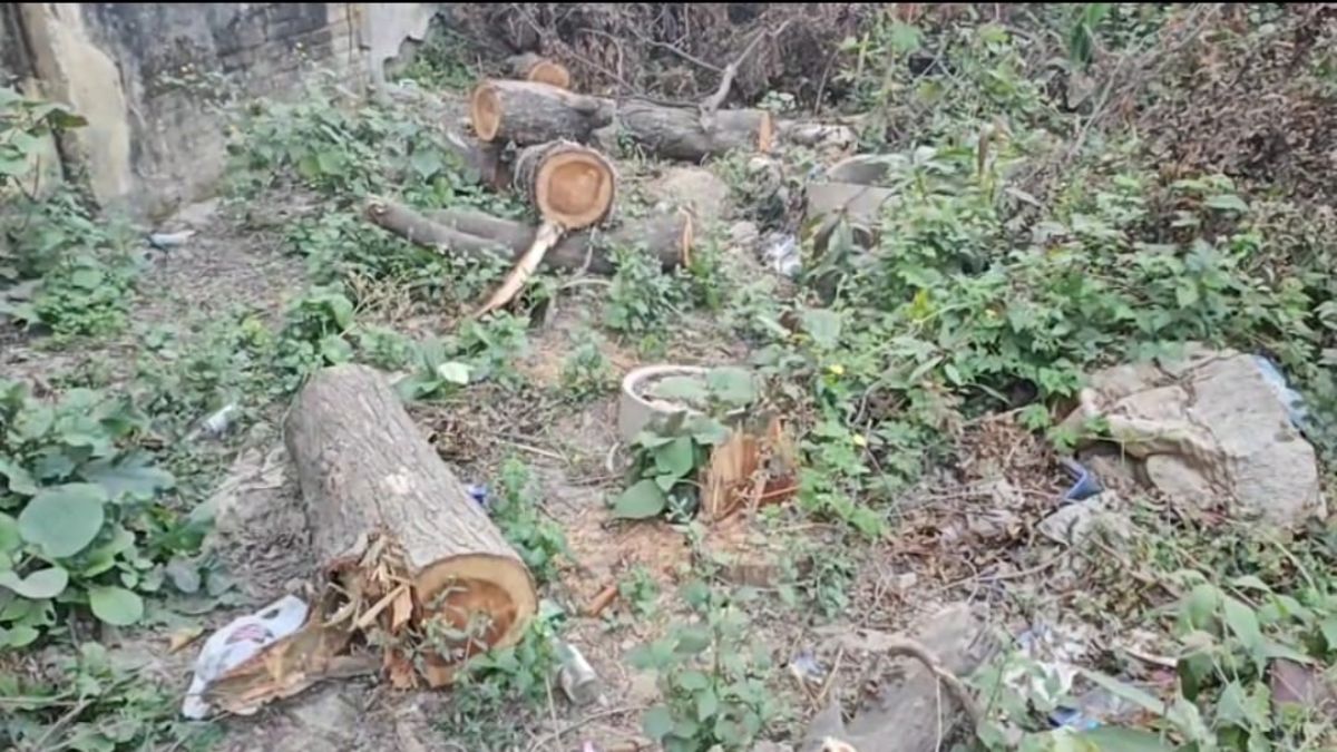 tree cutting at water lab corporation fells dozen trees