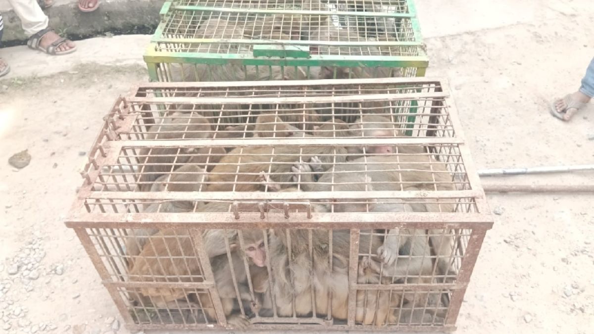 ghatampur 100 monkeys captured daily after injury incidents