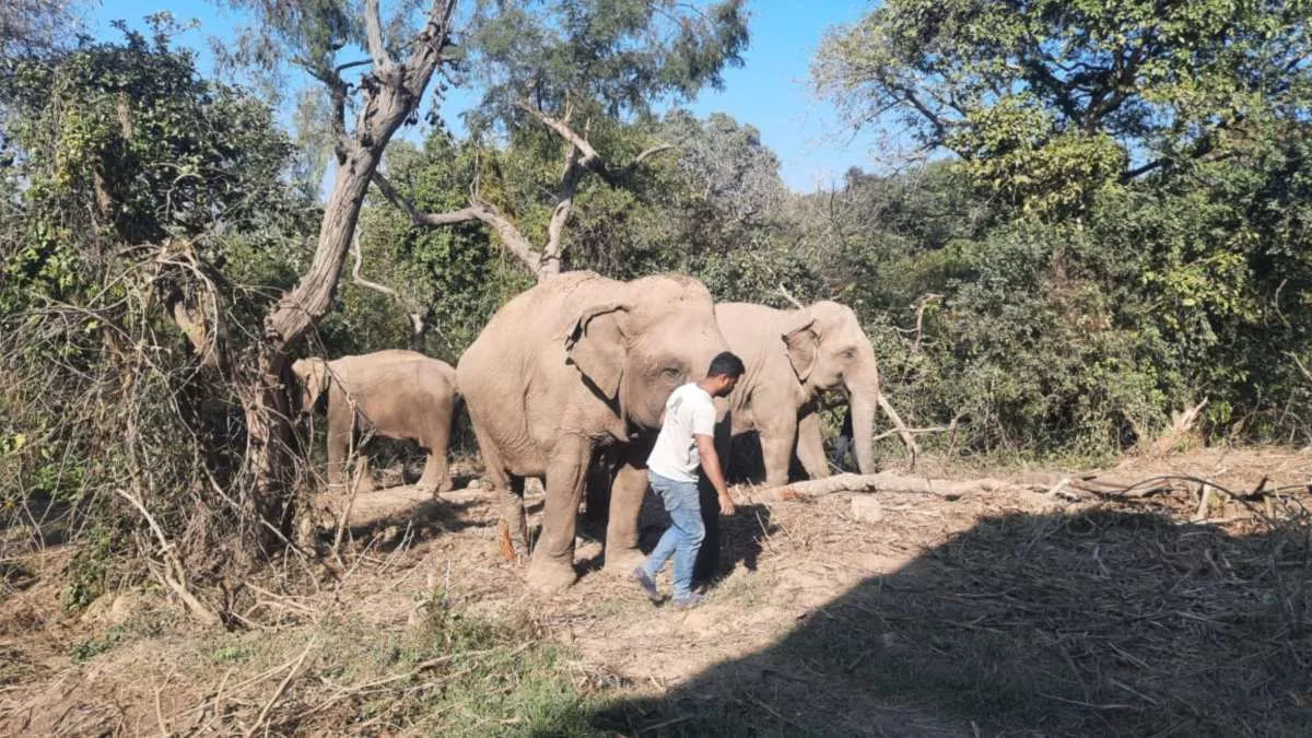 jharkhand tribal stories promote forest and wildlife conservation