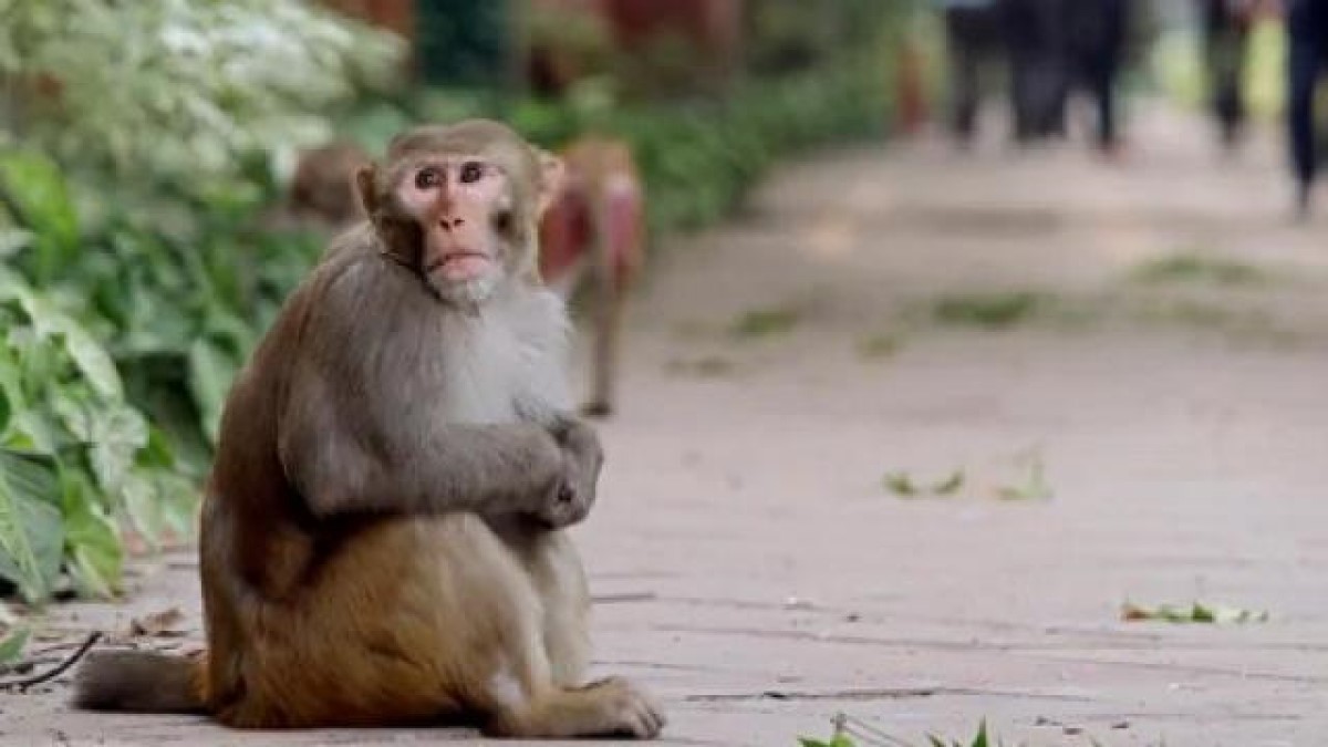 woman dials 100 to report aggressive monkey police alert forest officials