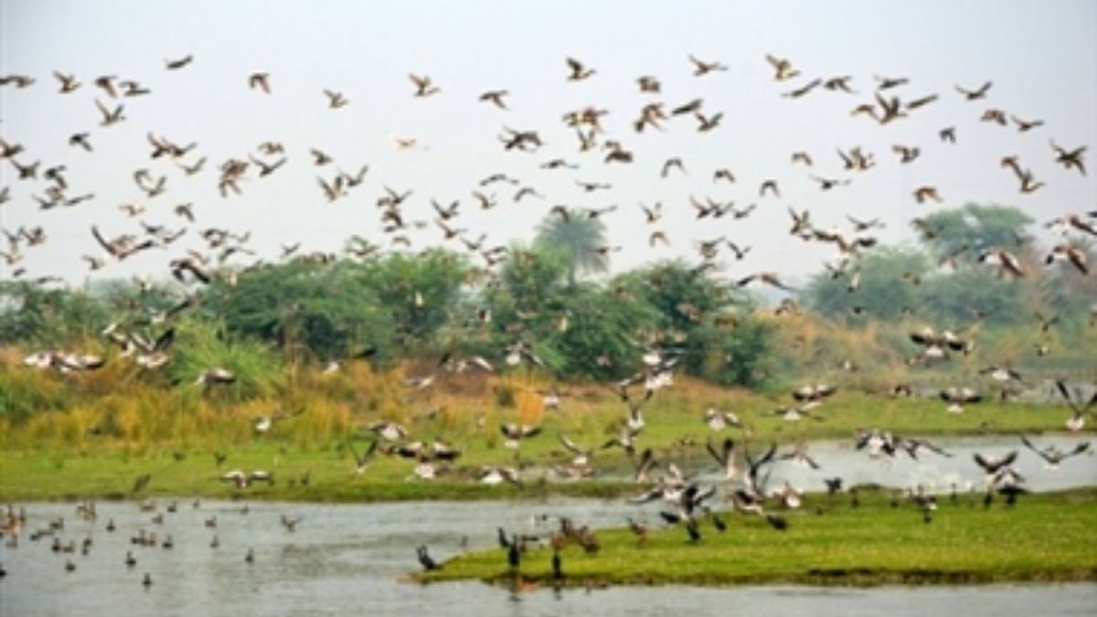 patna bird sanctuary ready for migratory birds