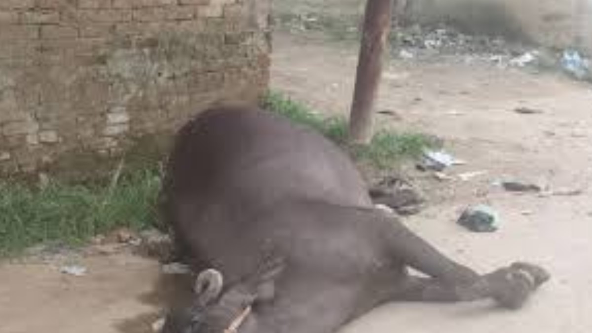 explosion in ballia buffalo mouth blown off while grazing