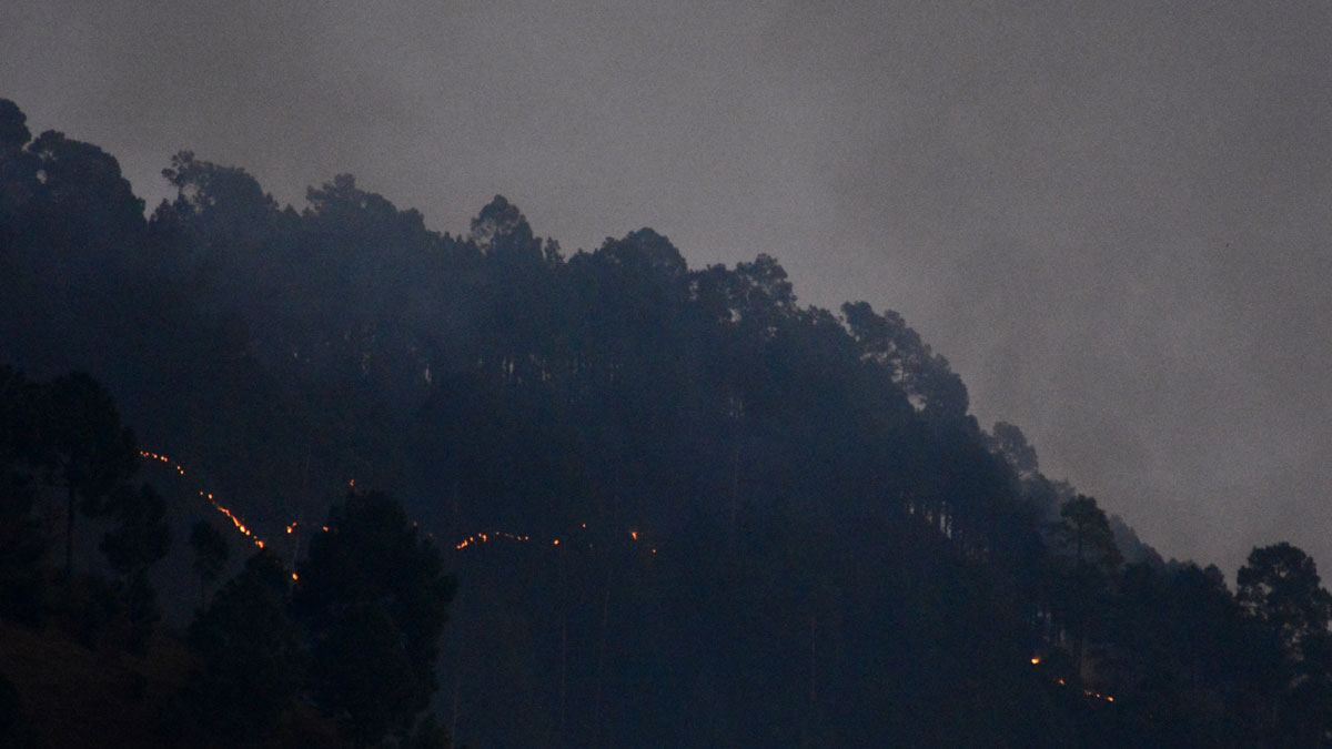 forest fire burning trees and plants