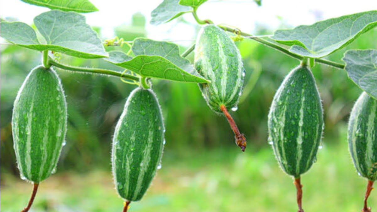 arwal parwal farming high profits for bihar farmers