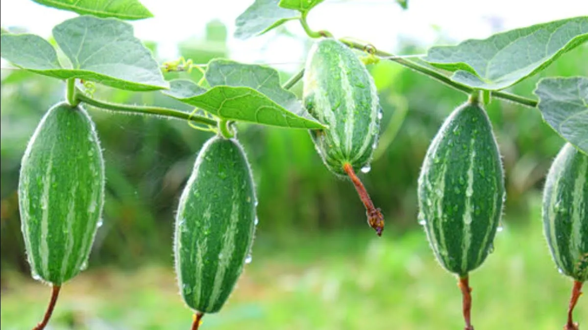 अरवल का परवल भोजपुर, औरंगाबाद और पटना तक पहुंचा, किसानों को कम लागत में बड़ा मुनाफा