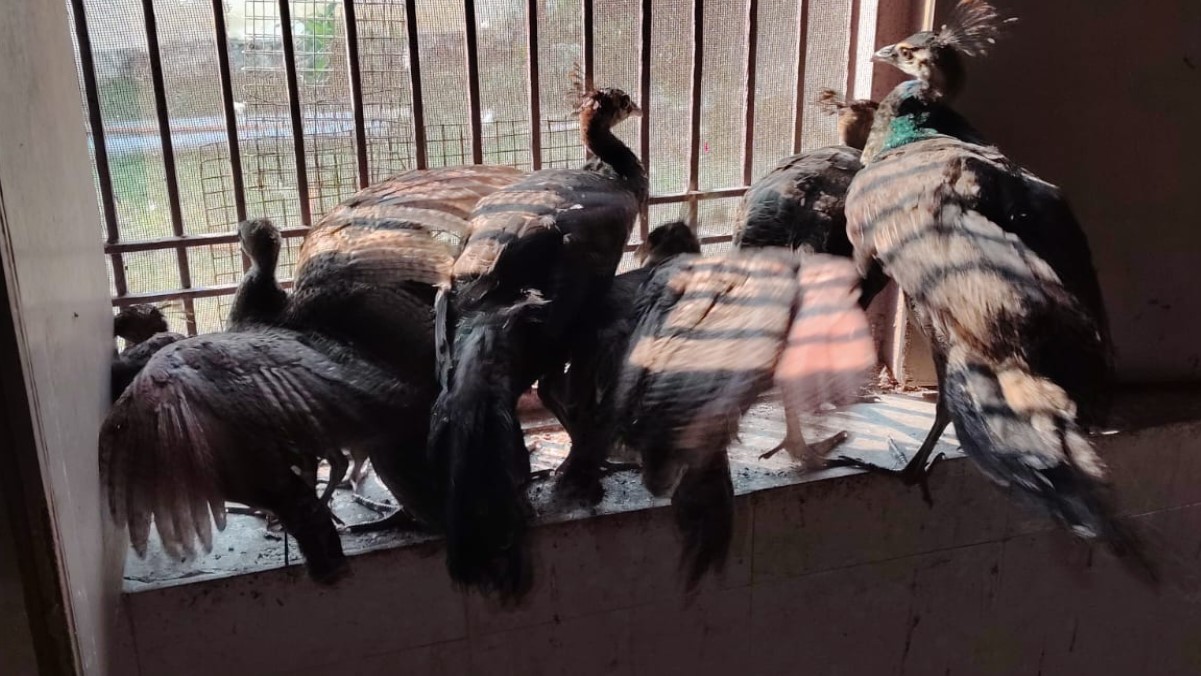 smuggling of 12 national birds peacock and banned parrot exposed four smugglers arrested
