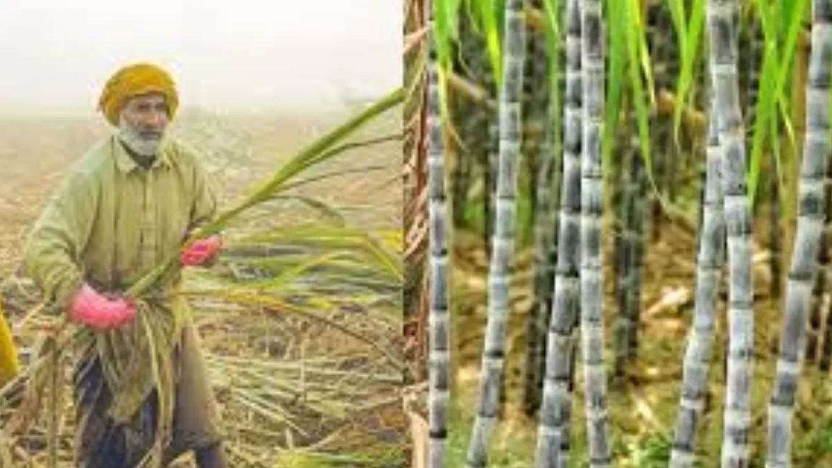 diwan sugar mill agwanpur crushing season to start november 14