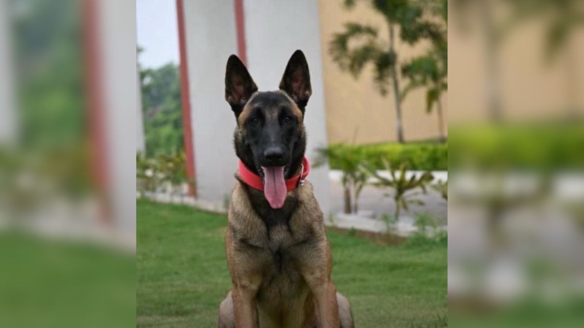 ied blast in saranda forest crpf dog killed soldier injured