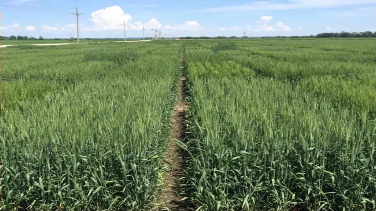 wheat sowing delay impact on yield and zero tillage benefits