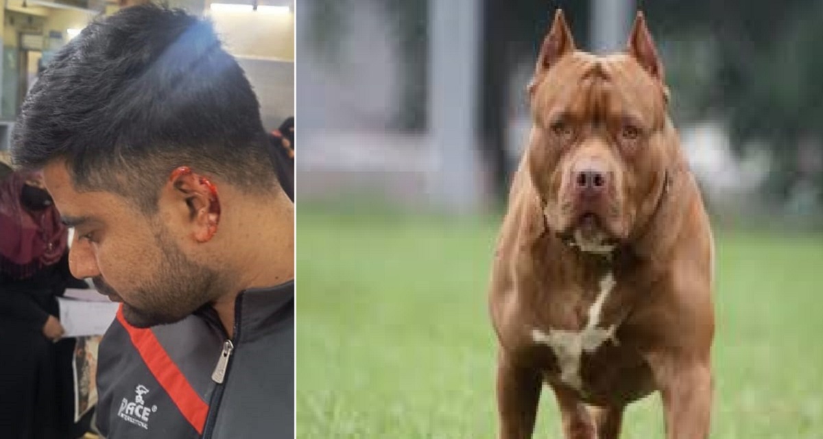 american bully bites off mans ear shocking incident