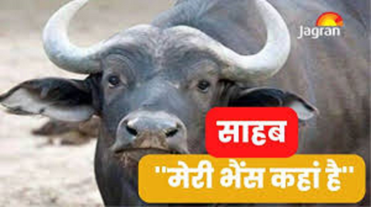 panchkula police busts gang arrests supplier smuggler and thief