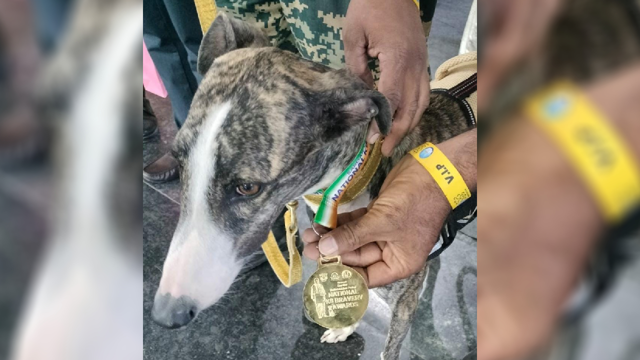bsf tracker dog babita honored with national k 9 bravery award 2025