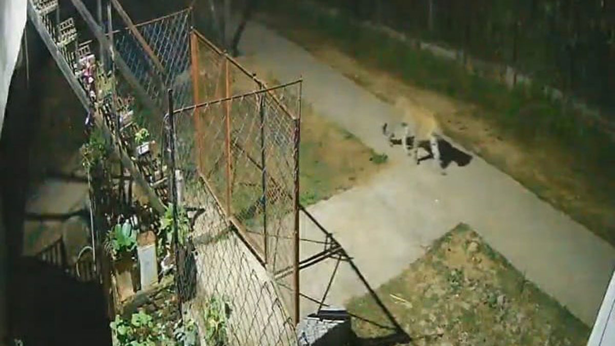 leopard movement captured on cctv in matela village