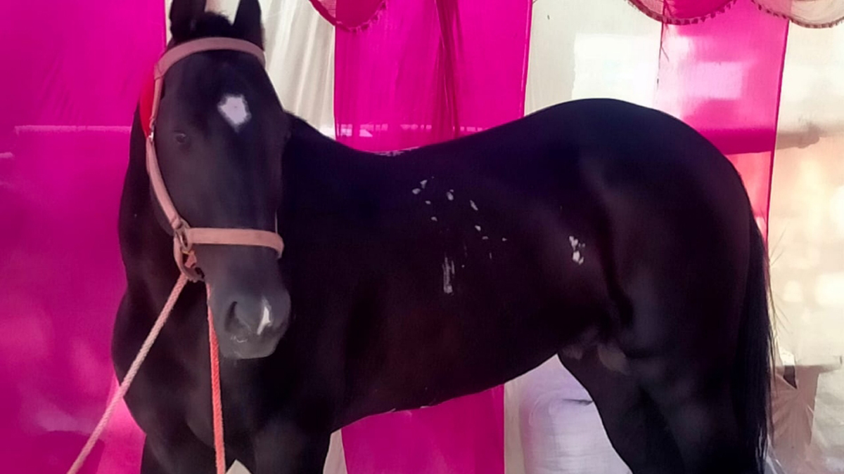 sonpur mela jaanbaaz horse steals the show sher singh attracts attention