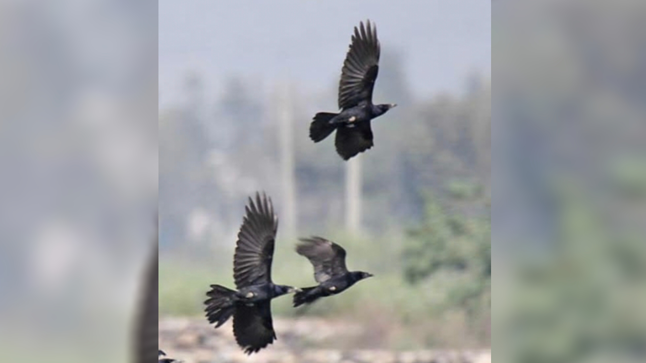 cunning crows are coming to jammu from pakistan and afghanistan know their speciality