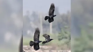 जम्मू में पाकिस्तान और अफगानिस्तान से आ रहे कपटी कौए, जानिए इनकी खासियत ...