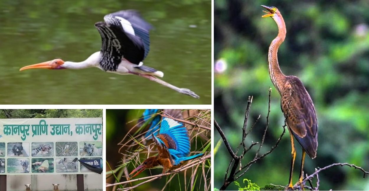 kanpur zoo welcomes migratory birds attracting tourists