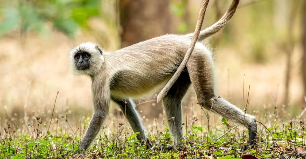 langoor jumps on bike woman dies in unnao road accident