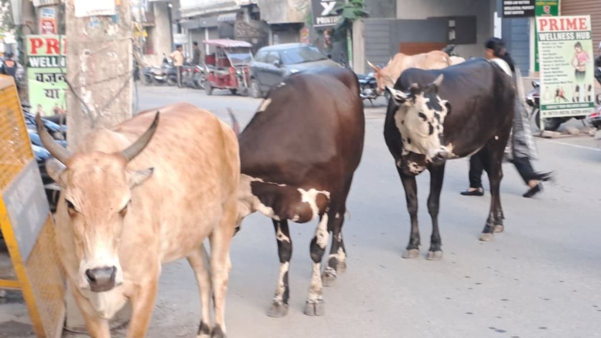 ludhiana stray animals cause terror on roads 30 accidents in three years