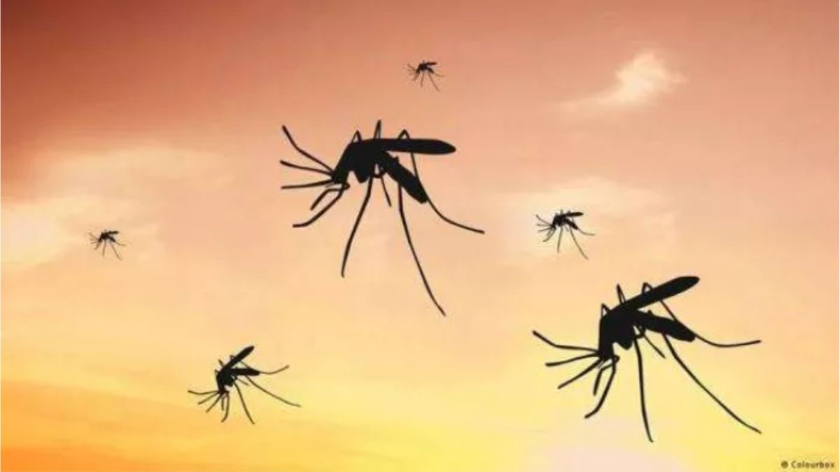 with the change in weather mosquito infestation has increased