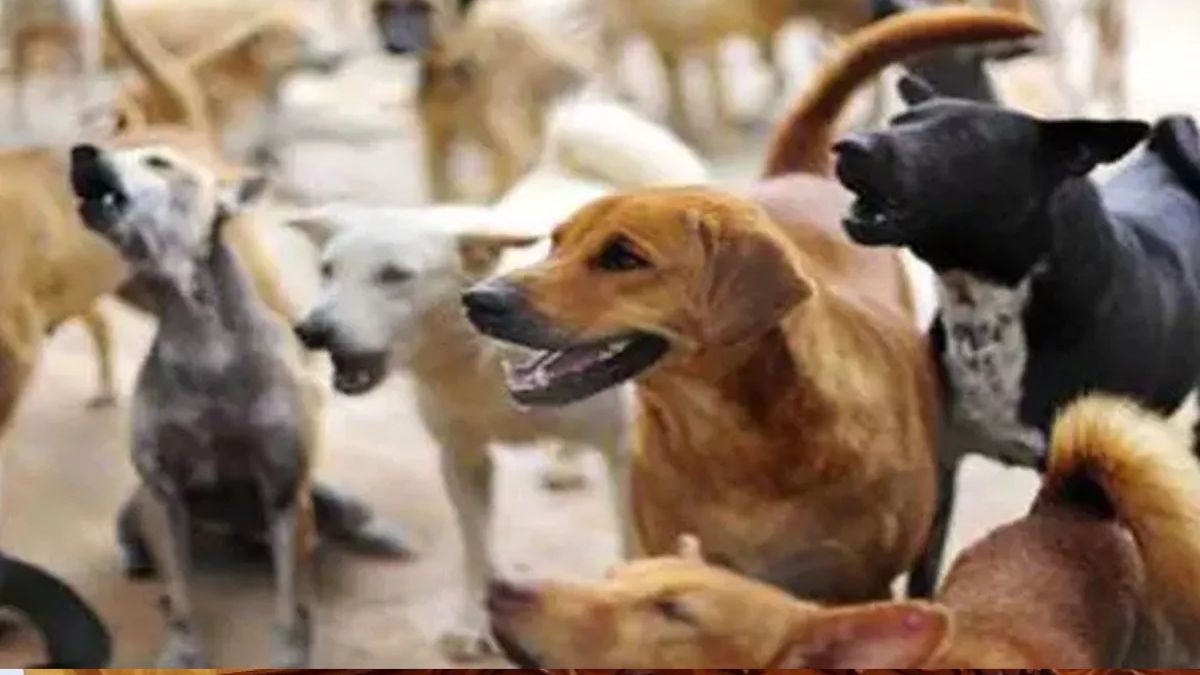stray dog terror in damoh 35 bite victims in two days