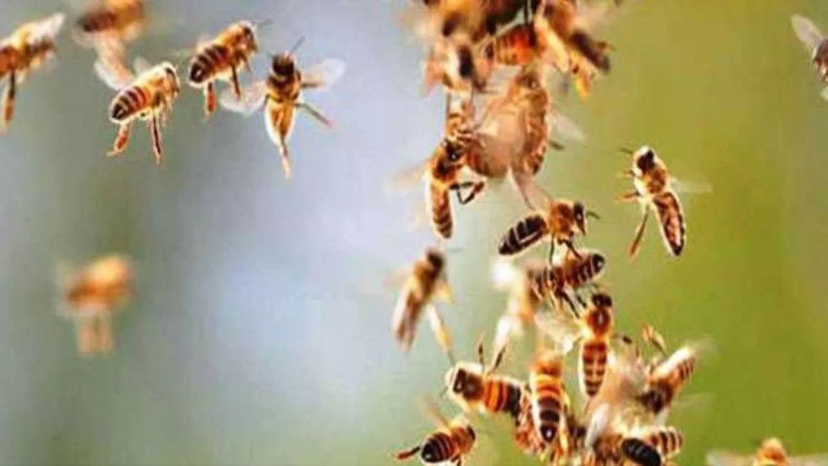 bees stung people in mehunwala khalsa at dehradun
