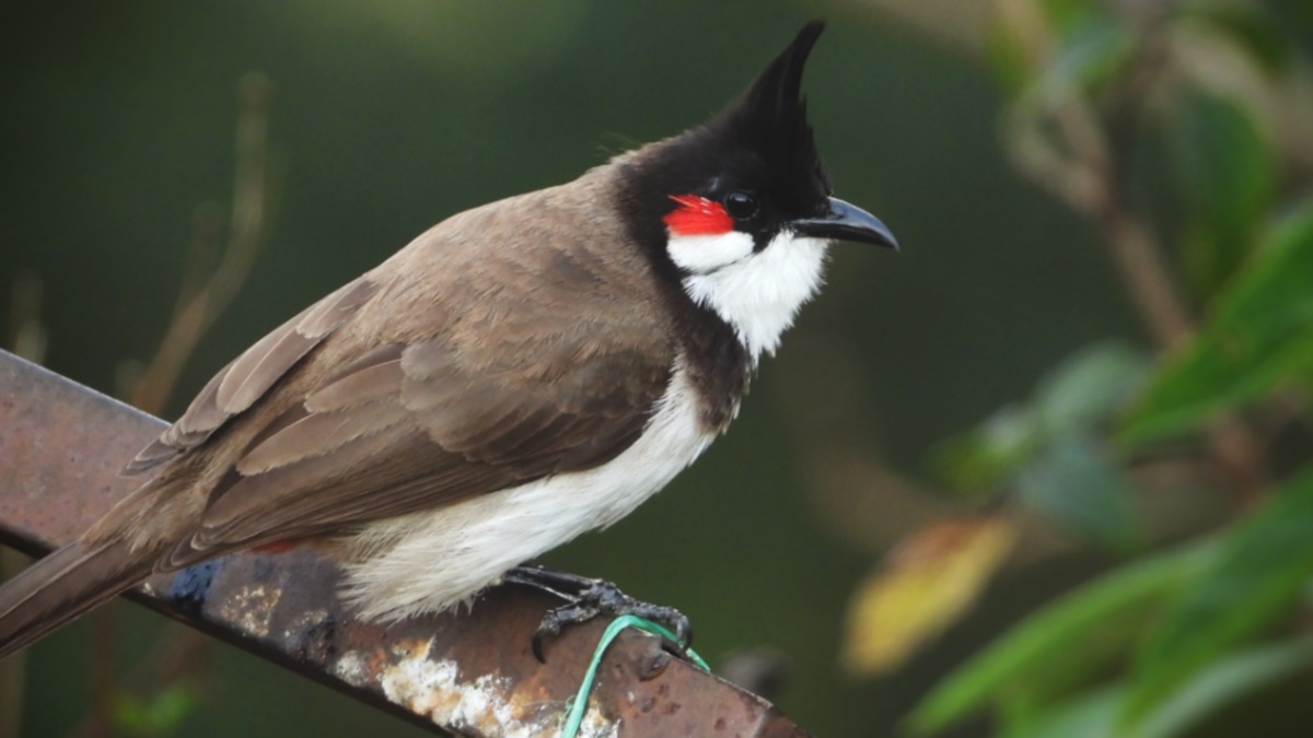 bulbul genome sequencing first time ever by indian scientists