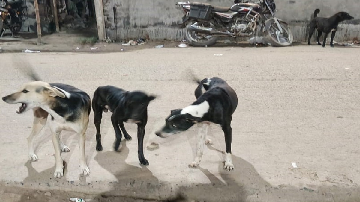 dogs are a menace in darbhanga district from the city to the rural areas