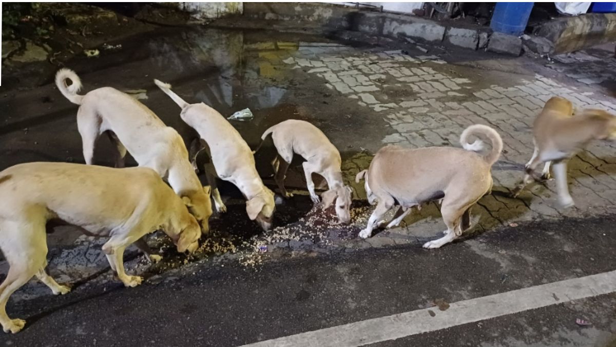 stray dog control measures in banda after supreme court order