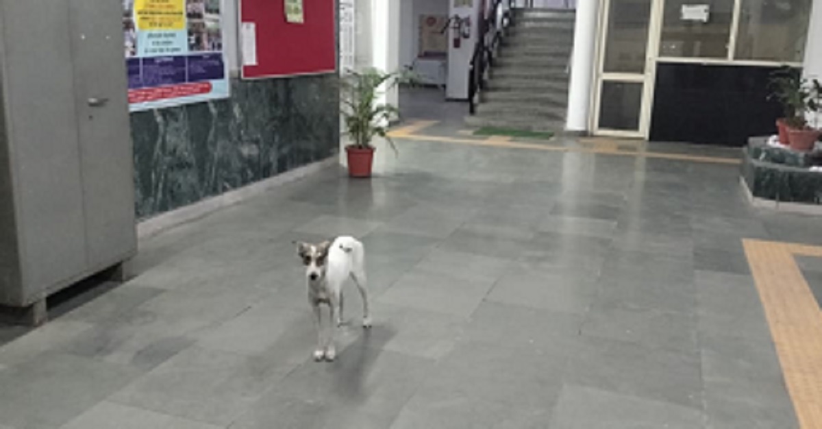 stray dog menace supreme court orders removal panchkula situation