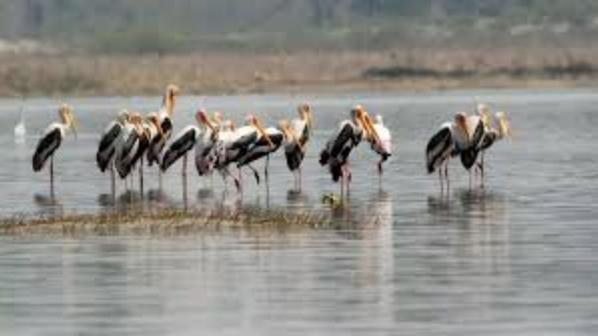migratory birds flock to up district a haven for travelers