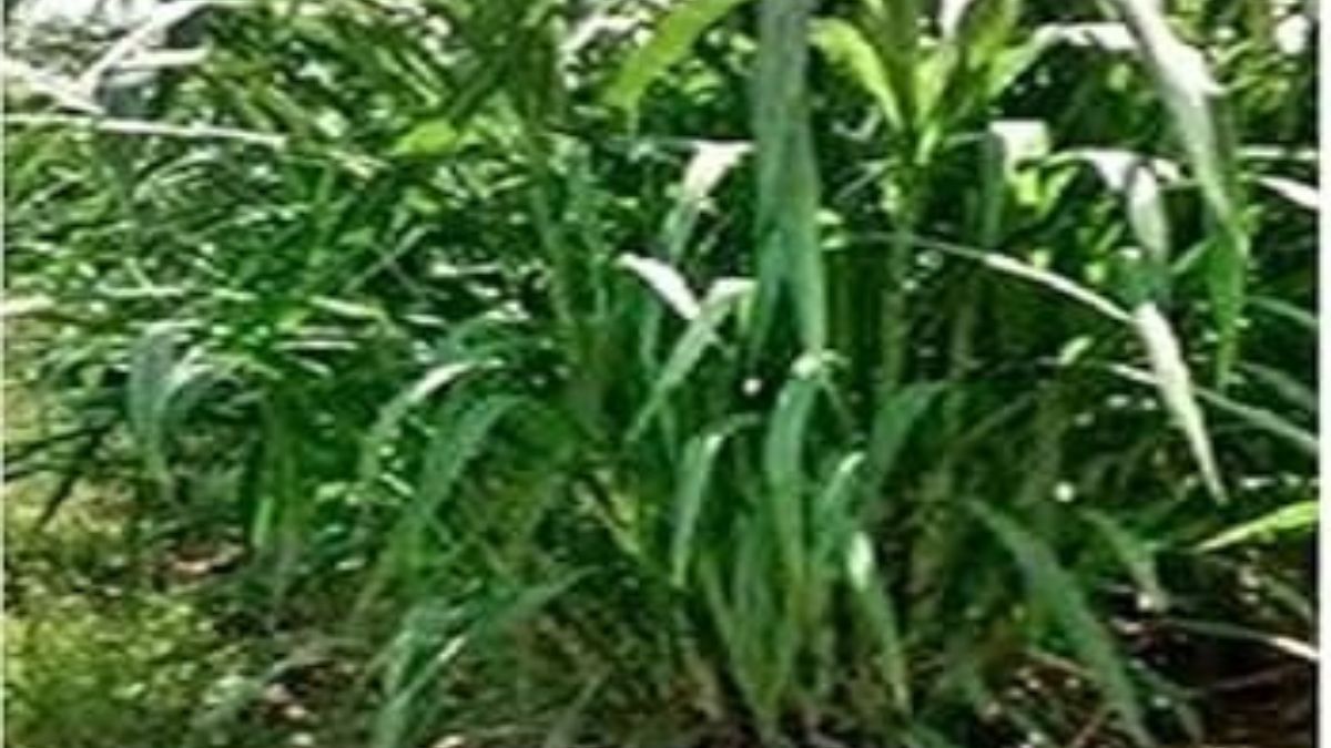 napier grass cultivation in mathura 300 acres for cow shelter feed