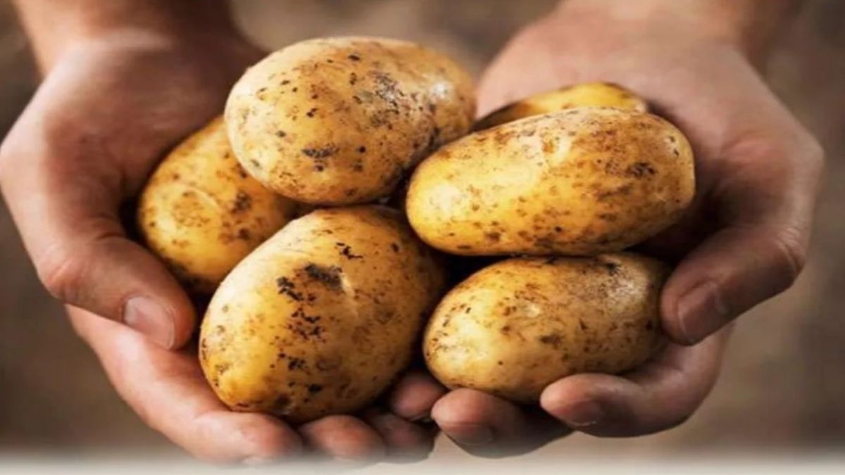 two deputy directors and the dho were suspended for irregularities in potato seed distribution