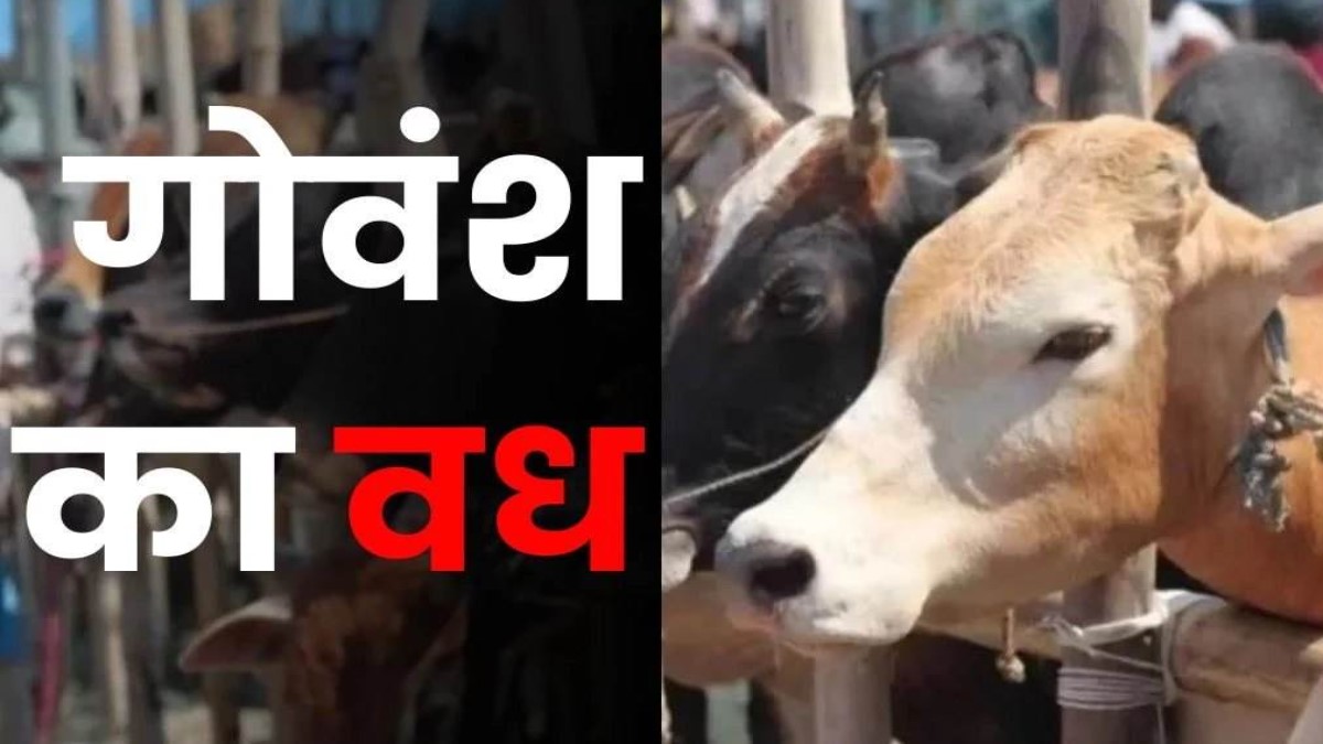 cow slaughter in azamgarhcow shelter accused absconds with cow meat