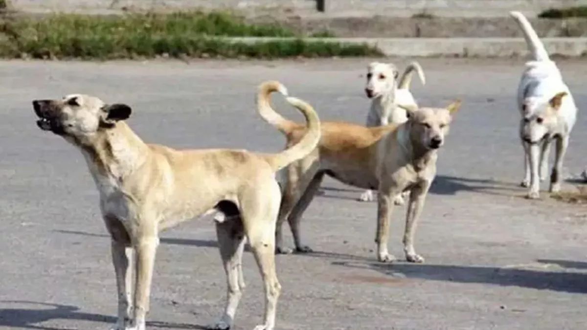 stray dog vaccination status state wise analysis and concerns