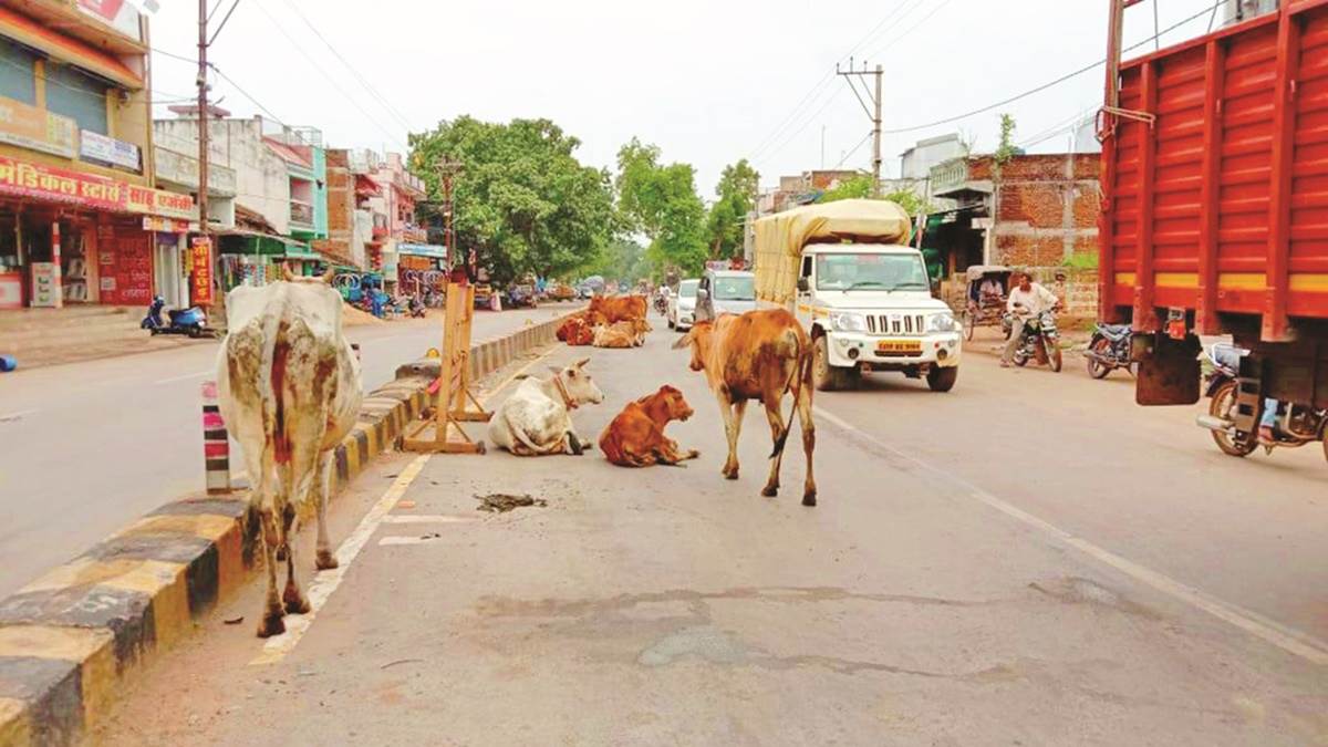 up to build animal shelters on national highways