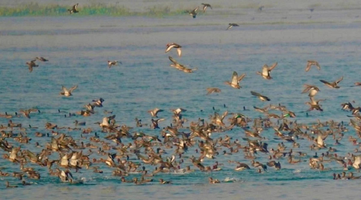 migratory birds flock to haiderpur wetland a growing ecosystem