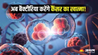 बैक्टीरियल थैरेपी से होगा कैंसर का इलाज। फाइल फोटो