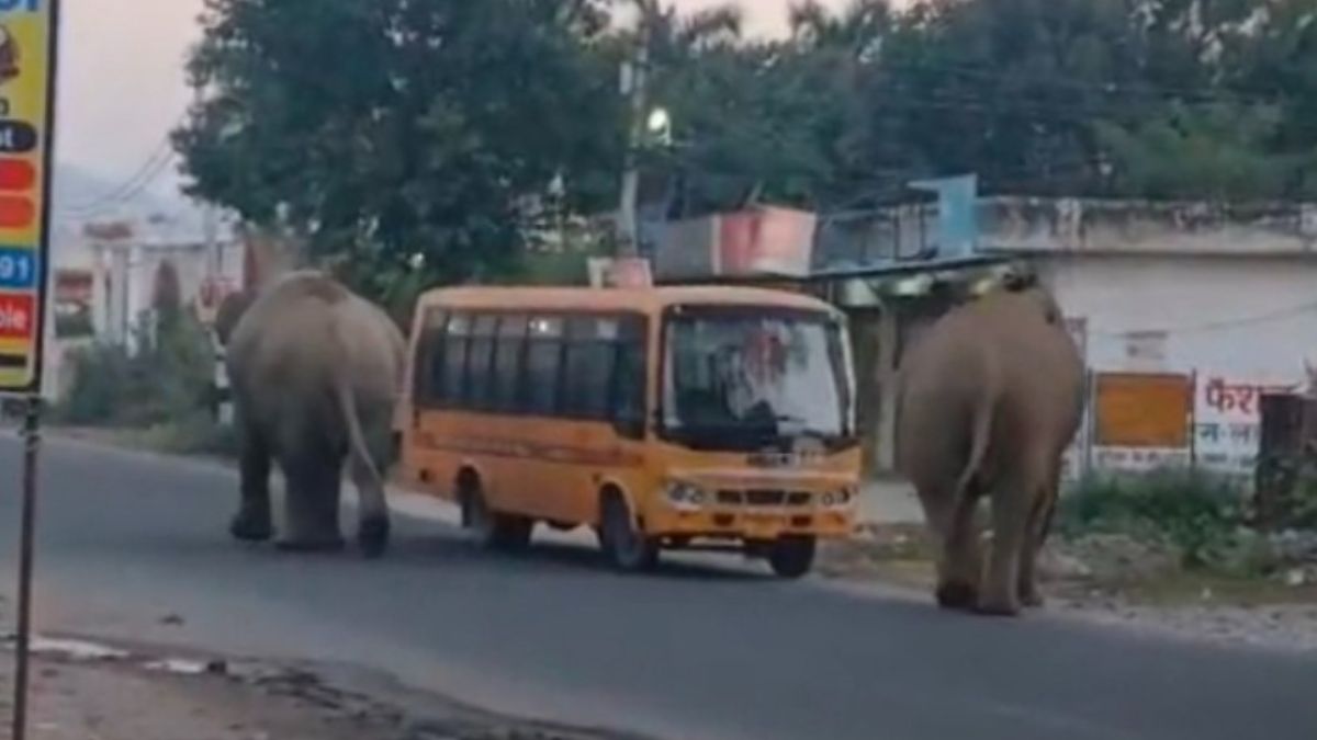elephants surround school bus in haridwar