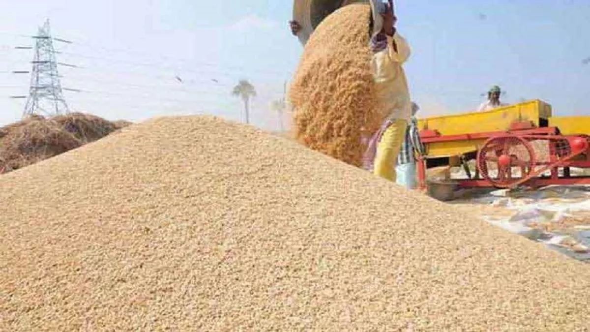 samastipur news paddy procurement begins farmers sell ready crop to traders