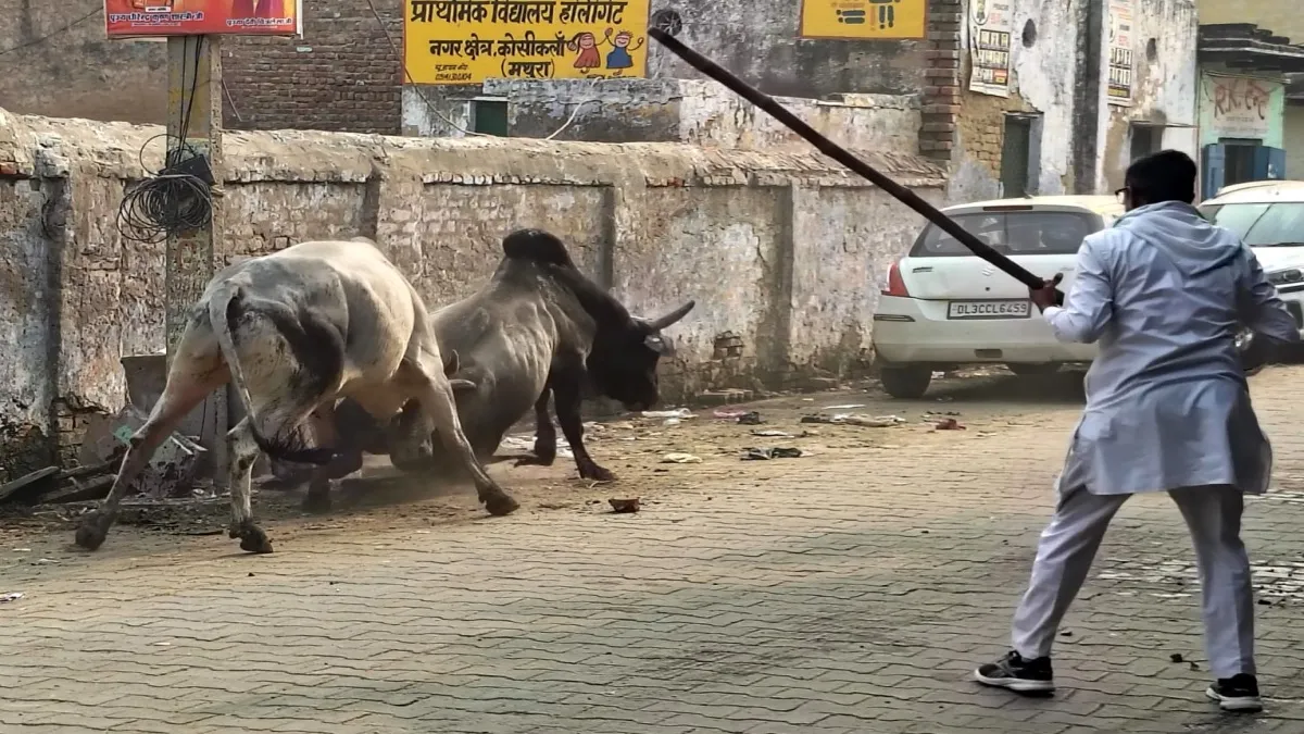 मथुरा में बीच सड़क भिड़ गए सांड़, जो सामने आया, उसे न छोड़ा