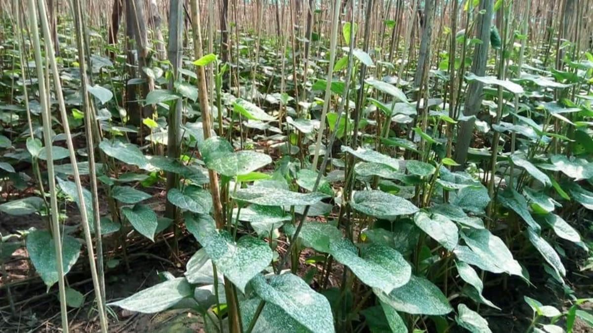 mahoba desawari paan farmers struggle despite gi tag