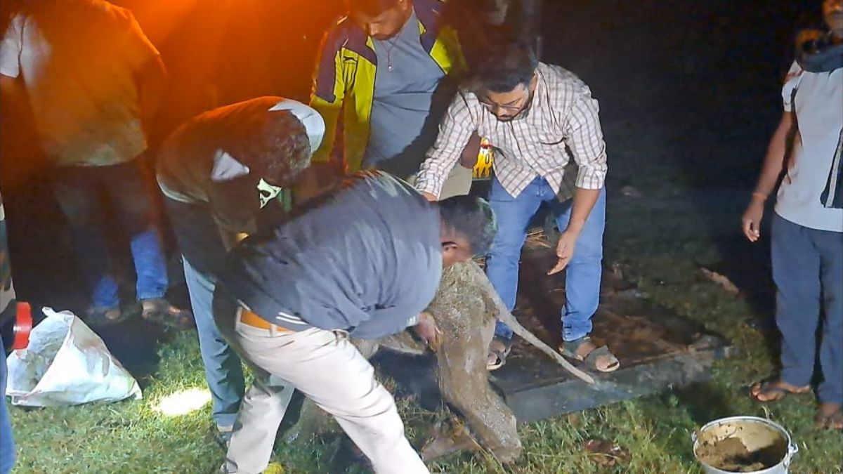 orphaned elephant rescued in angul due to human scent