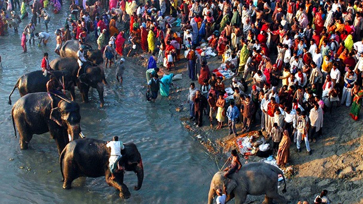 sonpur mela a legacy of elephants and animal husbandry